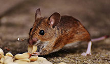 24 Hour & Emergency Exterminators in Cedar Pines Pk, CA